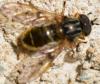 Ferdinandea sp.